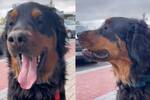 El perro Bear, una mezcla de Golden Retriever y Rottweiler, conquista TikTok y enamora al mundo entero