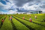 Nueva Zelanda marca las normas: la plantaci�n de esta infusi�n milenaria triunfa durante m�s de 30 a�os donde parec�a imposible