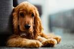 Ya entr� en vigor: la Ley de Bienestar Animal obliga a los propietarios de perros a contratar un seguro de responsabilidad civil