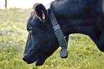 Nueva Zelanda cambia las normas: crea collares inteligentes para controlar a las vacas y eliminar los cercados con alambres