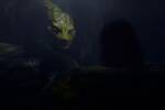 Hoy en Netflix el live-action m�s oscuro del nuevo director de 'El Se�or de los Anillos': 104 minutos que reinventan un cl�sico