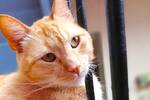 Carlos Guti�rrez, veterinario: 'La mayor�a de los gatos naranjas en realidad son atigrados y por eso resultan tan cercanos'