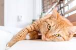 Los veterinarios coinciden: la personalidad de los gatos est� influenciada por la de sus due�os y su clima en casa