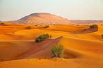 Arabia Saud� cambia de estrategia: importa millones de toneladas de arena de otros desiertos y existe un claro motivo