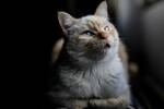 Los veterinarios coinciden: la obesidad en los gatos est� condicionada por la actitud y personalidad de sus due�os