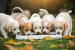 Ya es oficial: la Ley de Bienestar Animal proh�be a los due�os y particulares que sus mascotas tengan cr�as