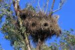 Ni serpientes ni mosquitos: la especie invasora ms peligrosa para Espaa viene volando y conquista la pennsula