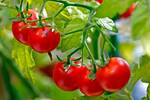 Cientficos descubren que los tomates de Galpagos 'evolucionan a la inversa': 'Recuperan una defensa molecular ancestral'
