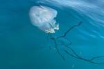 Alarma y preocupacin: detectan una medusa poco habitual en el Mediterrneo cuya picadura es venenosa