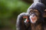Cientficos descubren a unos chimpancs copiando la 'moda' de otro simio influencer: 'Copian comportamientos intiles'
