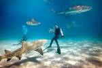 Expectativa vs. realidad, un tiktoker graba la horrible verdad de nadar con tiburones: 'No puedo verlo ms'