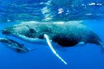 Cientficos advierten sobre el preocupante comportamiento de las ballenas grises: 'Lo estamos siguiendo de cerca'