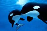 Alarma y preocupacin en Espaa por un grupo de orcas que ataca veleros en distintas zonas de la costa: 'Es Gladis, lo sabemos'