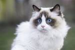 Carlos Guti�rrez, veterinario: 'La mayor�a de los problemas de comportamiento en los gatos tienen su origen en el entorno'