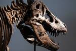 Ya es oficial: venden el esqueleto de un T.rex de 67 millones de a�os por m�s de 43 millones de euros en una venta hist�rica
