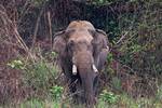 El elefante m�s temido de Nepal vuelve a matar: Dhurbe suma 25 v�ctimas y sigue sin ser capturado 14 a�os despu�s
