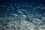 Hallan bajo la Ant�rtida una gigantesca ciudad submarina con m�s de 60 millones de peces: un ecosistema oculto imposible