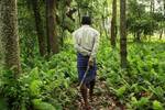 Un hombre plant� miles de �rboles durante 40 a�os: fren� un des�rtico banco de arena y cre� un 'bosque infinito' con animales