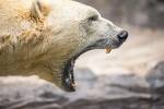 Es oficial: nace el 'Grolar', una especie h�brida de oso surgida tras el cambio clim�tico que aumenta su poblaci�n desde 2017