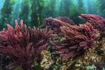 Ya es oficial: detectan en Galicia por primera vez una especie de macroalga tropical invasora que altera el equilibrio ecol�gico