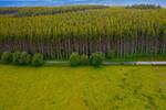 Espa�a plant� millones de �rboles en 1940: casi 86 a�os despu�s, est�n 'devorando' la flora y fauna de todo el pa�s