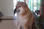 Fallece el perro Cheems, el shiba inu del meme ms famoso de internet e imagen de Dogecoin