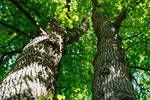 Cientficos descubren un nuevo tipo de madera con propiedades tan increbles que podra combatir el cambio climtico