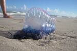 Medusas en las playas espaolas: estas son las que tienen la picadura ms peligrosa