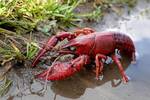 Un arist�crata solt� miles de cangrejos rojos en el Guadalquivir en 1974: 50 a�os despu�s, la invasi�n es irreversible