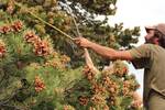 80 a�os despu�s, una plaga imparable obliga a cerrar una m�tica granja de frutos secos y pone en peligro cultivos de Italia