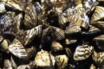 Miles de mejillones cebra invasores llegaron al Ebro en 2001: 25 a�os despu�s, colapsan tuber�as y estructuras en toda Espa�a