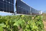 Unos agricultores italianos han descubierto cmo utilizar placas solares para mejorar la calidad del vino