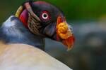 Un estudio demuestra que la humanidad es responsable de la extinci�n de m�s de 1400 especies de aves y es preocupante