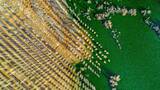 �frica plant� millones de �rboles hace 19 a�os: 100 millones despu�s, su Gran Muralla Verde contra el S�hara parte el continente