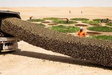 Millones de abejas congeladas fracasan en el Sáhara: colmenas fundidas a 70 °C y miles de millones de árboles muertos