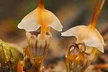 Descubren una extra�a 'planta par�sito' en un rec�ndito rinc�n del mundo: 'Hab�a 20 en un espacio de apenas 4 km cuadrados'