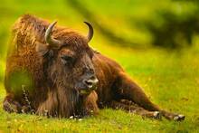 España apuesta por los bisontes europeos: 12 animales, 3000 km, 2500 acres y un arriesgado plan para frenar la desertificación