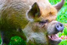 La plaga de 'supercerdos' de 300kg expande su devastaci�n y amenaza la estabilidad de EE.UU con graves enfermedades