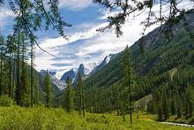 Un bosque colosal y desconocido cubre 12 millones de kil�metros cuadrados, atraviesa continentes y es m�s grande que el Amazonas