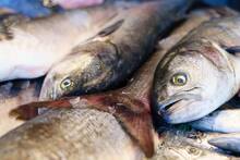 Investigadores canarios detectan por primera vez en Espa�a una microalga t�xica en el 75 % del pescado analizado