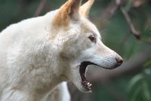 Ni perro ni lobo: el depredador carn�voro que empuja a Australia a construir una valla de 5.600 km como protecci�n