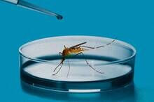 Millones de mosquitos gen�ticamente alterados fracasan en �frica: paralizan ensayos y causan el cierre de laboratorios