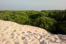 China transforma el desierto en bosque: con esteras biol�gicas, riego m�nimo y especies resistentes recuperan 6000 km�