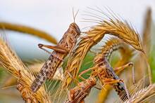 Miles de millones de langostas devoran �frica: una nueva crisis agr�cola, hambruna y una 'plaga b�blica' fuera de control