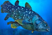 Es oficial: un equipo de buzos franceses captan a un celacanto vivo a 145 metros, un hallazgo hist�rico en su h�bitat natural