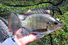 �frica exporta un pez para terraformar lagos y provoca desastres naturales embalses: hasta 13.000 millones de euros en p�rdidas