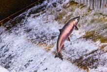 Alemania destruye 120 presas y libera kilómetros de ríos para el regreso del salmón y la anguila tras 100 años de casi extinción
