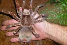 La colosal araña Goliat domina el Amazonas: un letal 'superdepredador' con patas de 30 centímetros y gigantescos colmillos