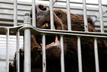 Japón en alerta máxima: los ataques violentos de osos suben un 163% y el país recurre a tecnología innovadora para ahuyentarlos