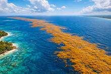 Millones de algas invaden sin control el mar del Caribe y la costa de África: la NASA alerta de un peligro ecológico global